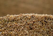 SLC Agrícola mais que dobra lucro do 1º tri com investimento