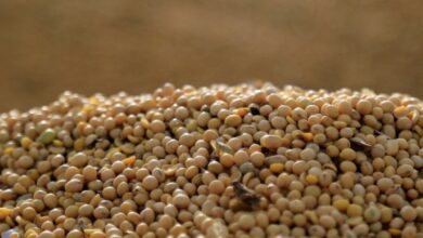 SLC Agrícola mais que dobra lucro do 1º tri com investimento