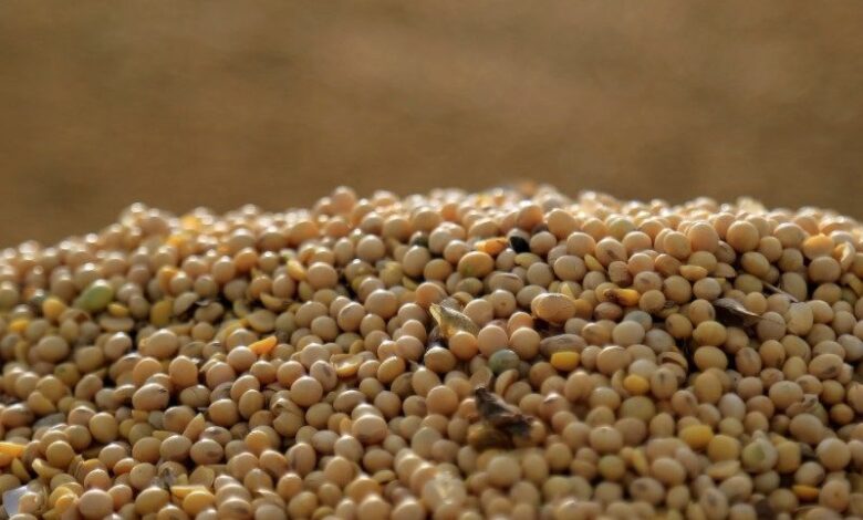 SLC Agrícola mais que dobra lucro do 1º tri com investimento