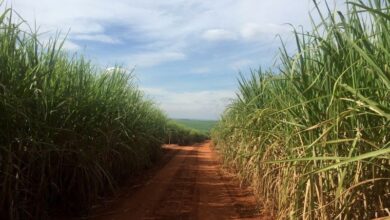 Entidade prevê estabilidade na exportação de açúcar em 25/26