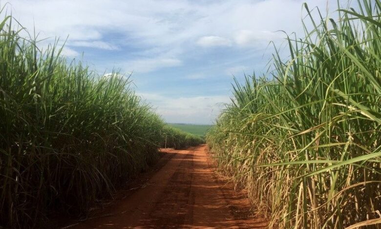 Entidade prevê estabilidade na exportação de açúcar em 25/26