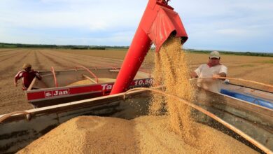 Safras & Mercado aponta atraso nas vendas da soja e impacto no mercado