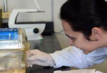Pesquisadores desenvolvem tecidos para aprimorar testes de medicamentos