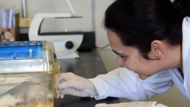 Pesquisadores desenvolvem tecidos para aprimorar testes de medicamentos