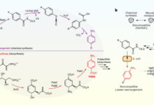 Johnson et al. report a biocompatible Lossen rearrangement that is catalyzed by phosphate in the bacterium Escherichia coli for the transformation of activated acyl hydroxamates to primary amine-containing metabolites in living cells. Image credit: Johnson et al., doi: 10.1038/s41557-025-01845-5.