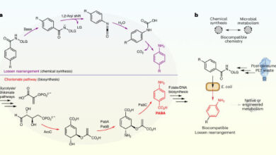 Johnson et al. report a biocompatible Lossen rearrangement that is catalyzed by phosphate in the bacterium Escherichia coli for the transformation of activated acyl hydroxamates to primary amine-containing metabolites in living cells. Image credit: Johnson et al., doi: 10.1038/s41557-025-01845-5.