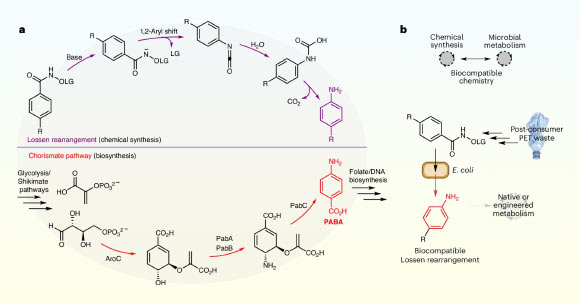 Johnson et al. report a biocompatible Lossen rearrangement that is catalyzed by phosphate in the bacterium Escherichia coli for the transformation of activated acyl hydroxamates to primary amine-containing metabolites in living cells. Image credit: Johnson et al., doi: 10.1038/s41557-025-01845-5.