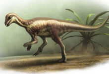 Dog-Sized Neornithischian Dinosaur Unearthed in Colorado