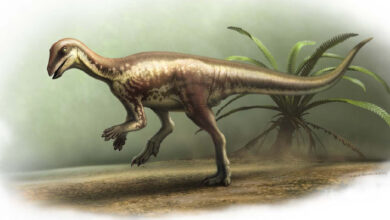 Dog-Sized Neornithischian Dinosaur Unearthed in Colorado