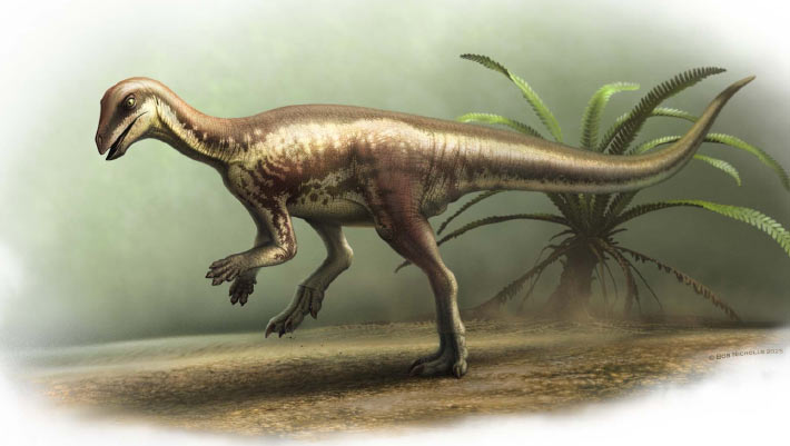 Dog-Sized Neornithischian Dinosaur Unearthed in Colorado