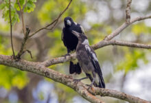 Australian magpies (Gymnorhina tibicen), adult and juvenile, at Taveuni, Fiji. Image credit: Charles J. Sharp, https://www.sharpphotography.co.uk / CC BY-SA 4.0.