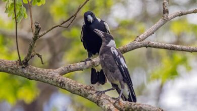 Australian magpies (Gymnorhina tibicen), adult and juvenile, at Taveuni, Fiji. Image credit: Charles J. Sharp, https://www.sharpphotography.co.uk / CC BY-SA 4.0.