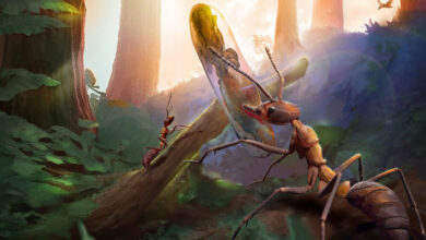Two Species of Parasitic Fungi Found in 99-Million-Year-Old Amber