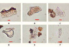 Rice phytoliths from excavations at Ritidian Beach Cave, Guam. Scale bars - 10 μm. Image credit: Carson et al., doi: 10.1126/sciadv.adw3591.