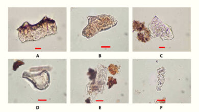 Rice phytoliths from excavations at Ritidian Beach Cave, Guam. Scale bars - 10 μm. Image credit: Carson et al., doi: 10.1126/sciadv.adw3591.