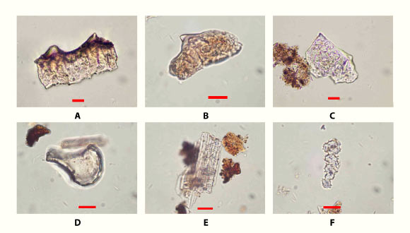 Rice phytoliths from excavations at Ritidian Beach Cave, Guam. Scale bars - 10 μm. Image credit: Carson et al., doi: 10.1126/sciadv.adw3591.