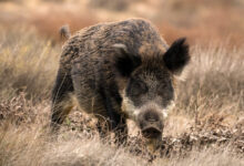 The wild boar (Sus scrofa). Image credit: Elşad İbrahimov / CC BY-SA 4.0.