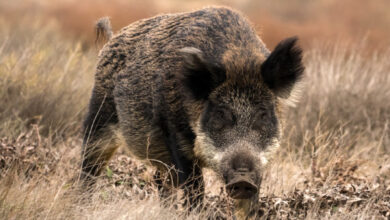 The wild boar (Sus scrofa). Image credit: Elşad İbrahimov / CC BY-SA 4.0.
