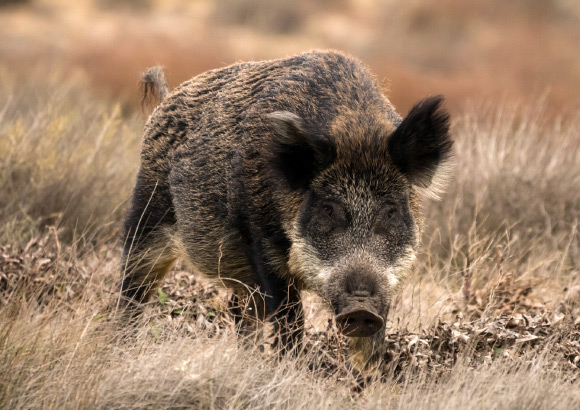 The wild boar (Sus scrofa). Image credit: Elşad İbrahimov / CC BY-SA 4.0.
