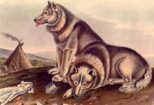 Ancient DNA Study Traces Incredible Journey of Dogs across Americas