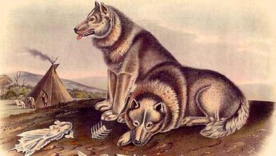 Ancient DNA Study Traces Incredible Journey of Dogs across Americas