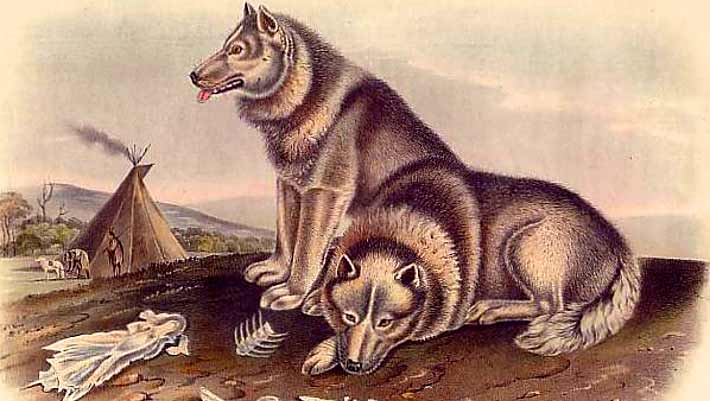 Ancient DNA Study Traces Incredible Journey of Dogs across Americas