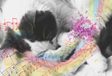 Okamoto et al. found that male cats with short-type alleles show higher directed calls/vocalizations scores, whereas females with short-type alleles show higher stranger-directed aggression scores, than their respective counterparts with long-type alleles. Image credit: Natali Anderson.