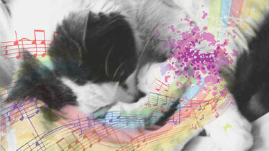 Okamoto et al. found that male cats with short-type alleles show higher directed calls/vocalizations scores, whereas females with short-type alleles show higher stranger-directed aggression scores, than their respective counterparts with long-type alleles. Image credit: Natali Anderson.