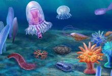 Cambrian Explosion Occurred Millions of Years Earlier than Previously Thought: Study