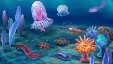 Cambrian Explosion Occurred Millions of Years Earlier than Previously Thought: Study
