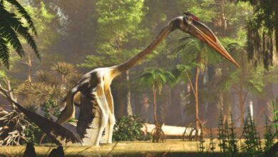 Warm and Humid Climate Conditions Set Stage for Pterosaurs to Take to Skies 220 Million Years Ago