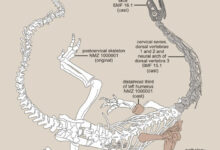 Diagram of the Plateosaurus trossingensis skeleton as part of the Teoplati exhibit at the Natural History Museum of the University of Zurich. Image credit: Dupuis et al., doi: 10.1186/s13358-025-00368-3.