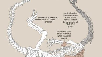 Diagram of the Plateosaurus trossingensis skeleton as part of the Teoplati exhibit at the Natural History Museum of the University of Zurich. Image credit: Dupuis et al., doi: 10.1186/s13358-025-00368-3.