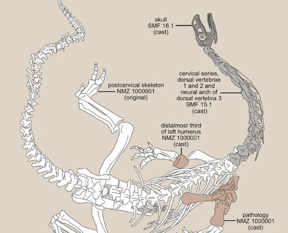 Diagram of the Plateosaurus trossingensis skeleton as part of the Teoplati exhibit at the Natural History Museum of the University of Zurich. Image credit: Dupuis et al., doi: 10.1186/s13358-025-00368-3.