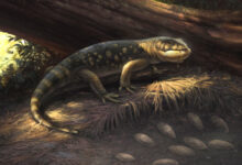 Armored, Large-Bodied Lizards Lived alongside Dinosaurs in Cretaceous North America