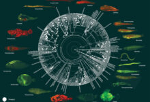 Phylogeny of teleost fishes showing ancestral state reconstructions of biofluorescence (absence/presence). Image credit: Carr et al., doi: 10.1038/s41467-025-59843-7.