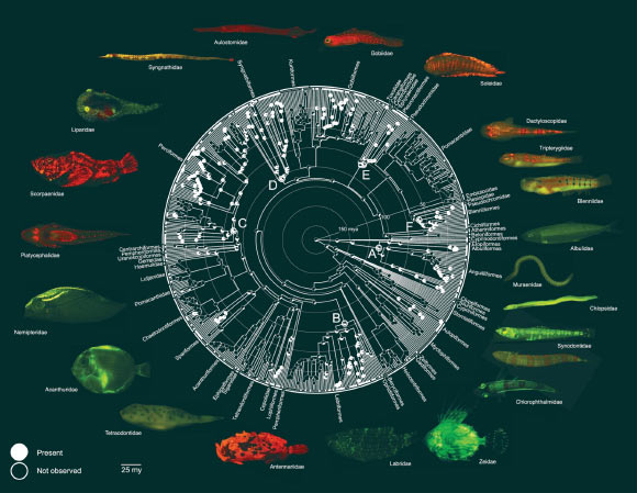 Phylogeny of teleost fishes showing ancestral state reconstructions of biofluorescence (absence/presence). Image credit: Carr et al., doi: 10.1038/s41467-025-59843-7.