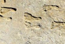 Human Footprints at White Sands Are Up To 22,400 Years Old: Study