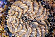 Honey from Australian Stingless Bees Has Unique Antimicrobial Properties, Study Shows