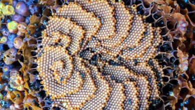 Honey from Australian Stingless Bees Has Unique Antimicrobial Properties, Study Shows