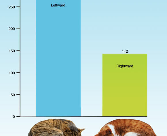 Isparta et al. believe that the significant leftward bias in sleeping position in cats may have been evolutionarily driven by hemispheric asymmetries of threat processing. Image credit: Noah Dustin von Weissenfluh / Gleb Kuzmenko / Isparta et al., doi: 10.1016/j.cub.2025.04.043.
