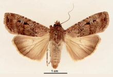 Bogong moths use stellar cues and the Earth’s magnetic field to create a robust compass system for long-distance nocturnal navigation towards a specific destination. Image credit: Lucinda Gibson & Ken Walker, Museum Victoria / CC BY 3.0.