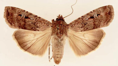 Bogong moths use stellar cues and the Earth’s magnetic field to create a robust compass system for long-distance nocturnal navigation towards a specific destination. Image credit: Lucinda Gibson & Ken Walker, Museum Victoria / CC BY 3.0.