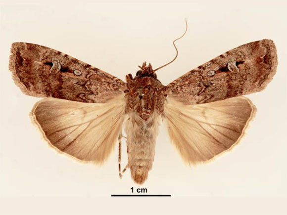 Bogong moths use stellar cues and the Earth’s magnetic field to create a robust compass system for long-distance nocturnal navigation towards a specific destination. Image credit: Lucinda Gibson & Ken Walker, Museum Victoria / CC BY 3.0.
