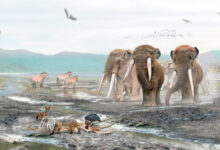 Diversity of extinct mammals that inhabited the surroundings of Lake Tagua Tagua, Chile. Image credit: Mauricio Álvarez.