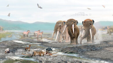 Diversity of extinct mammals that inhabited the surroundings of Lake Tagua Tagua, Chile. Image credit: Mauricio Álvarez.