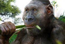 Ancient Enamel Proteins Reveal Biological Sex and Genetic Variability in Paranthropus robustus