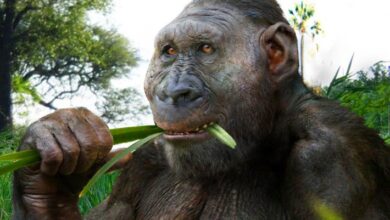 Ancient Enamel Proteins Reveal Biological Sex and Genetic Variability in Paranthropus robustus
