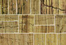 Blue-stain fungus in wood tissues of Xenoxylon phyllocladoides from the Jurassic of western Liaoning province, China. Image credit: Tian et al., doi: 10.1093/nsr/nwaf160.