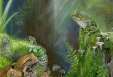 An artist’s reconstruction of Litoria tylerantiqua (right) and the previously-described species Platyplectrum casca (left) from Murgon, south-eastern Queensland. Image: Samantha Yabsley, https://www.instagram.com/s.h.y_art.